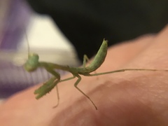 Stagmomantis limbata