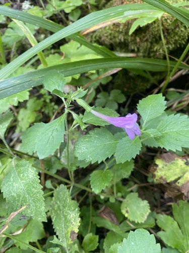 Clinopodium grandiflorum (Clinopodium grandiflorum)