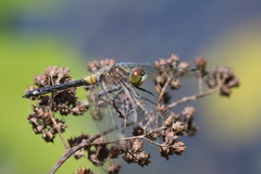 Leucorrhinia frigida