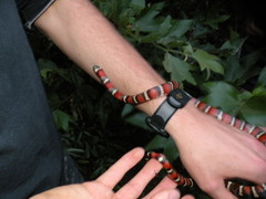 Lampropeltis multifasciata