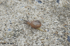 Acusta
