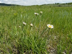 Erigeron caespitosus