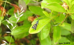 Balataea octomaculata