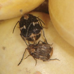 Zabrotes subfasciatus