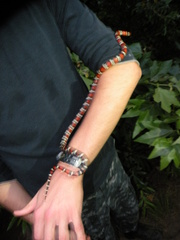 Lampropeltis multifasciata