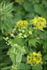 Bupleurum longiradiatum