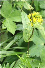 Bupleurum longiradiatum