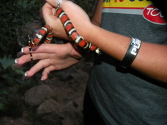 Lampropeltis multifasciata