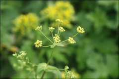Bupleurum longiradiatum
