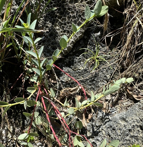Euphorbia sparrmannii iNat (3)