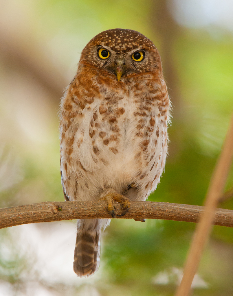 Cuban Pygmy-Owl