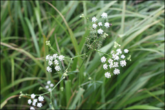 Sium ninsi