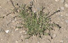 Lepidium strictum