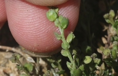 Lepidium strictum