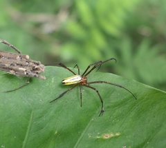 Leucauge wulingensis