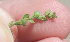 Lepidium strictum