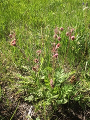 Geum triflorum