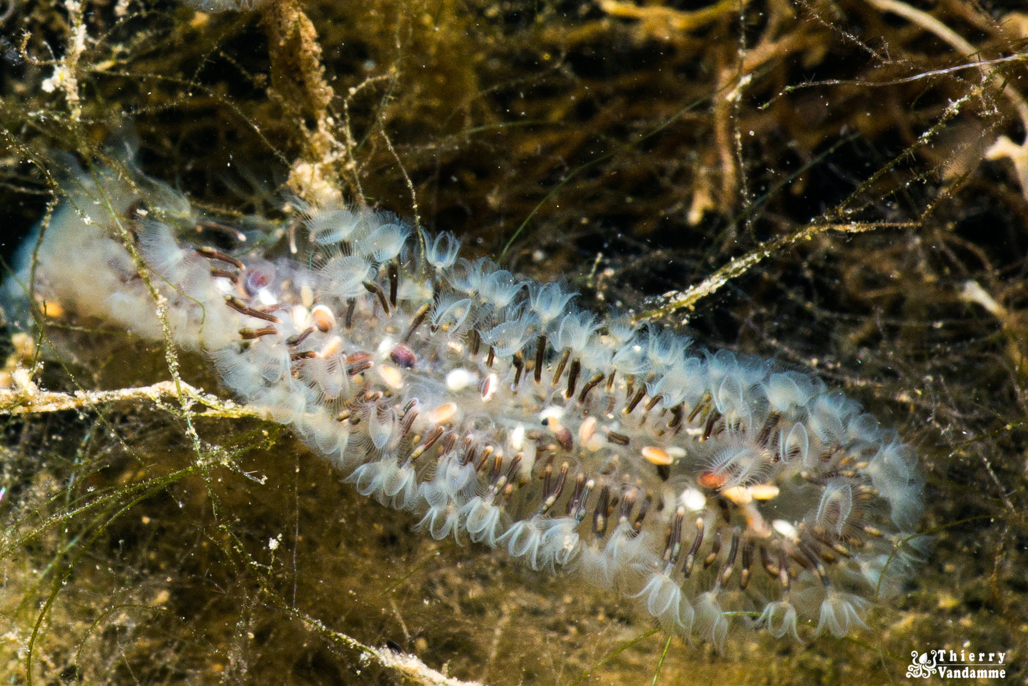 Cristatella mucedo Cuvier, 1798