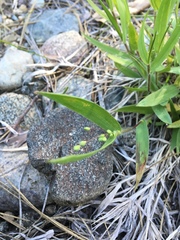 Dichanthelium lanuginosum