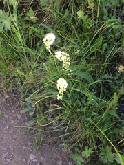 Toxicoscordion paniculatum