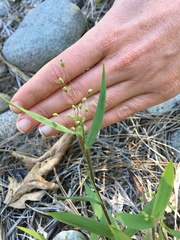 Dichanthelium lanuginosum