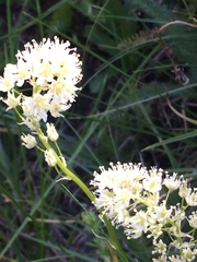 Toxicoscordion paniculatum