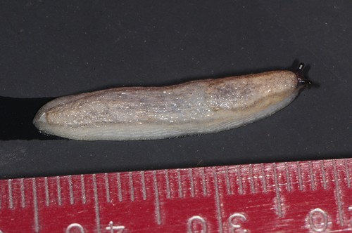 fasciatus-group Arion Slugs