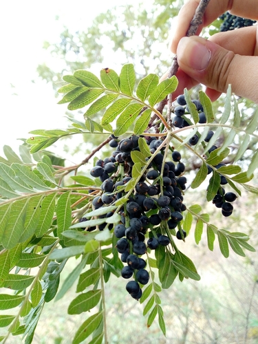 Image of Pistacia mexicana by (c) Dante S. Figueroa, some rights reserved (CC BY-SA)