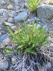 Dichanthelium lanuginosum