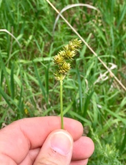 Carex muehlenbergii