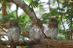 Glaucidium siju