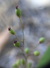 Dichanthelium lanuginosum