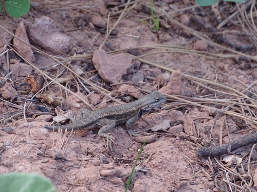 照片42383359ctarantulahawk保留部分权利ccbyncuploadedbytarantula