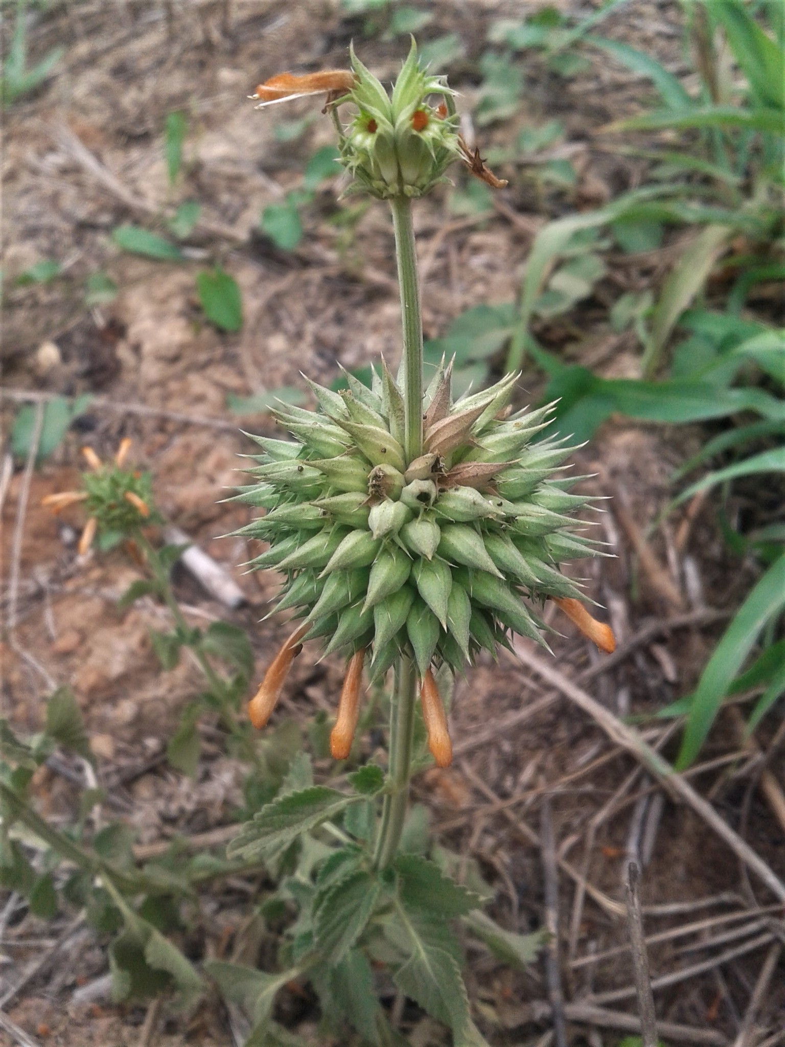 Leonotis nepetifolia
