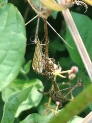 Chrysocrambus linetella