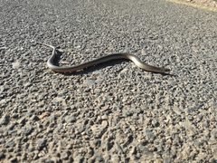 Chalcides guentheri