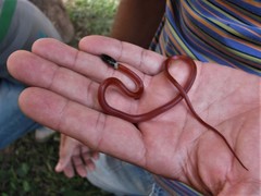 Drepanoides anomalus
