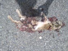 Lepus sinensis formosus