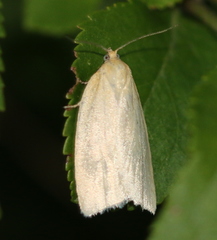 Zelotherses paleana