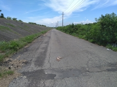 Lepus sinensis formosus
