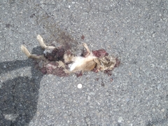 Lepus sinensis formosus