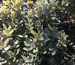 Notholithocarpus densiflorus echinoides