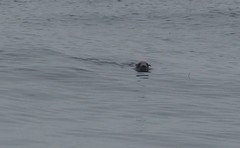 Arctocephalus townsendi