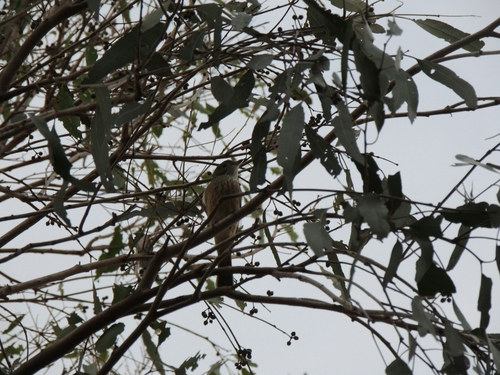 Pachycephala rufiventris