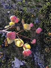 Pimelea ligustrina