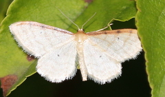 Idaea humiliata