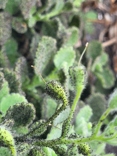 Image of Camptoloma canariense by (c) Ismael Medina Rodríguez, some rights reserved (CC BY)
