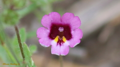 Erythranthe sierrae