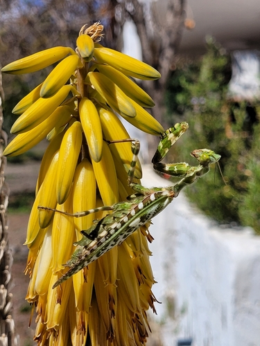 Photo of Thistle Mantis (Blepharopsis mendica)