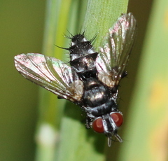 Medina collaris